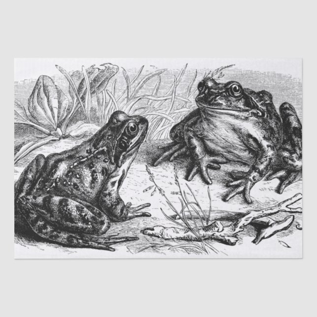 Cute vintage Frogs party Tissue Paper (Front)