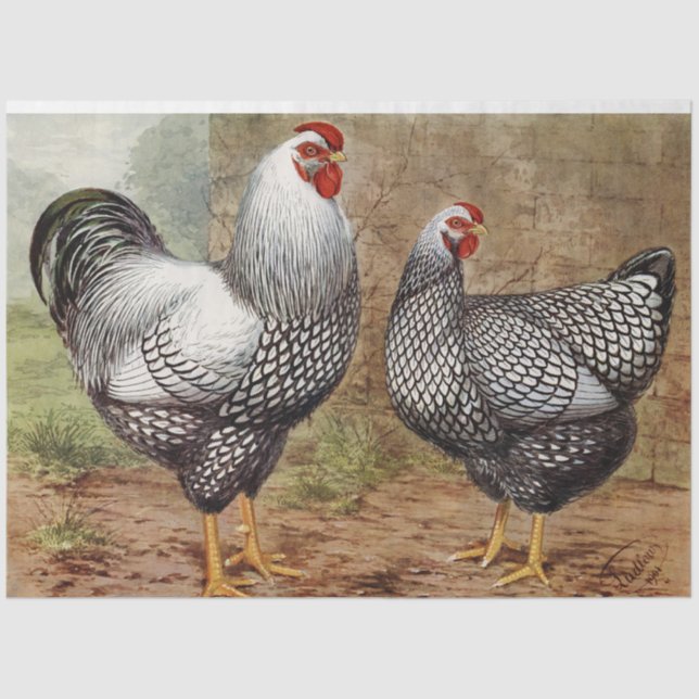 Cute vintage Rooster and hen party Tissue Paper (Front)