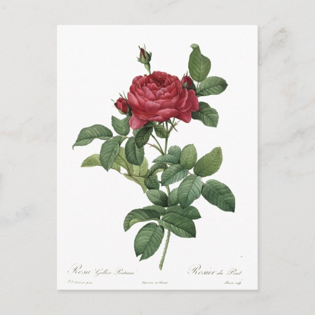 Cute Vintage Rose Botanical Beautiful Floral Postcard (Front)