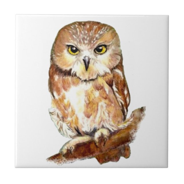Cute Watercolor Saw Whet Owl, Bird, Animal Tile (Front)