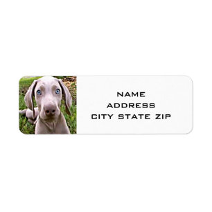 CUTE WEIMARANER RETURN ADDRESS LABELS