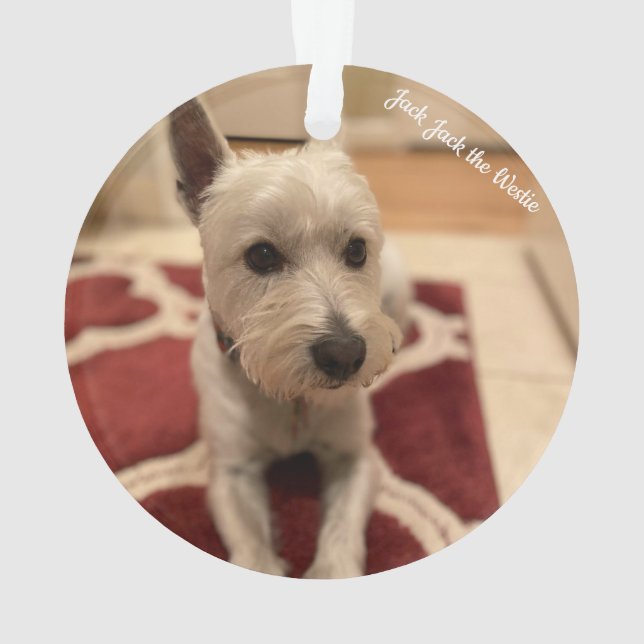 Cute Westie (dos)