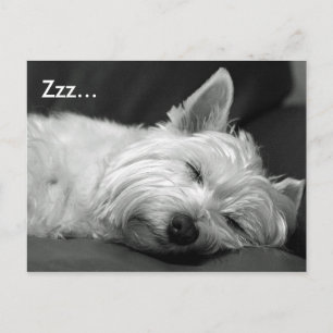 Cute Westie (West Highland Terrier) Dog Postcard