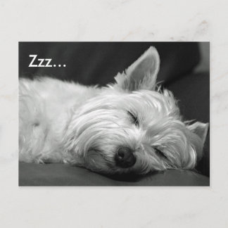 Cute Westie (West Highland Terrier) Dog Postcard