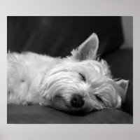 Cute Westie (West Highland Terrier) Dog