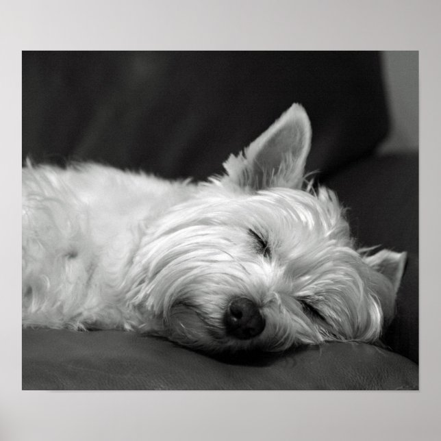 Cute Westie (West Highland Terrier) Dog Poster (Front)
