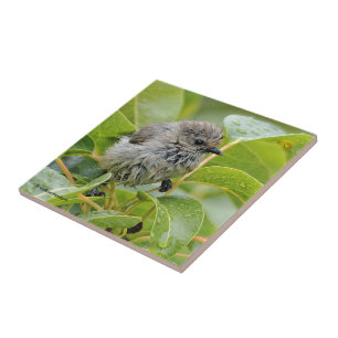 Cute Wet Young Bushtit Songbird on the Laurel Tile