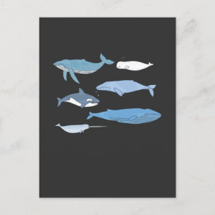 Cute Whale Drawing Sea Animal Education Postcard