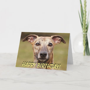 Cute whippet birthday card