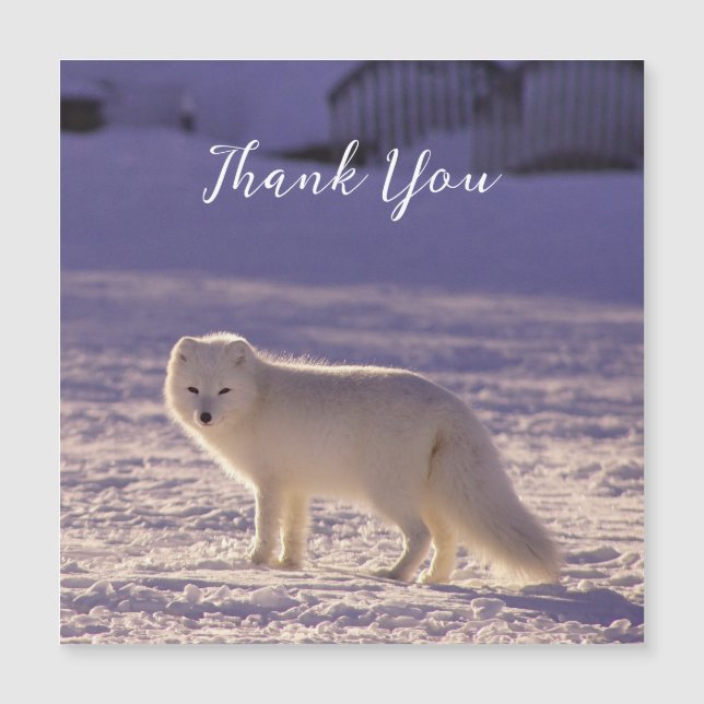 Cute White Arctic Fox Snow Winter Photography (Front)