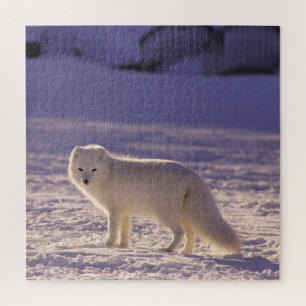 Cute White Arctic Fox Snow Winter Photography Jigsaw Puzzle