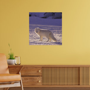 Cute White Arctic Fox Snow Winter Photography Poster