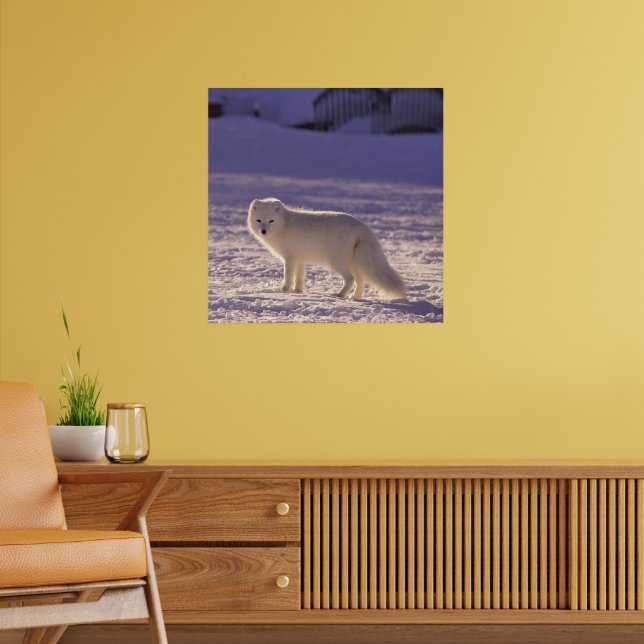 Cute White Arctic Fox Snow Winter Photography Poster (Living Room 2)