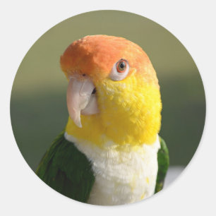Cute White Bellied Caique Parrot Classic Round Sticker