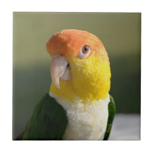 Cute White Bellied Caique Parrot Tile
