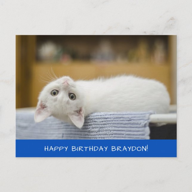 Cute White Cat Birthday Postcard (Front)