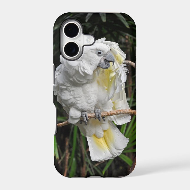 Cute white cocketiel (Back)