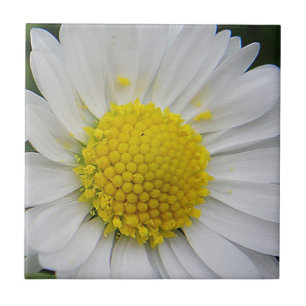 Cute, white daisy tile