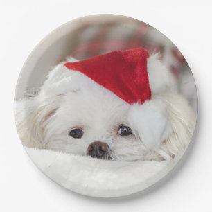 Cute White Dog in a Red Christmas Hat Paper Plate