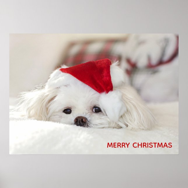 Cute White Dog in a Red Christmas Hat Poster (Front)