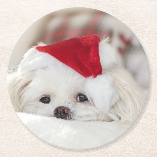 Cute White Dog in a Red Christmas Hat Round Paper Coaster (Front)