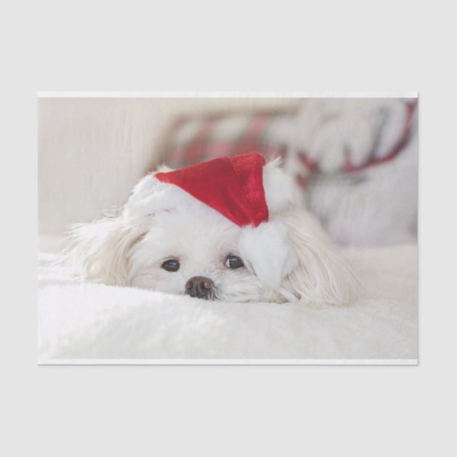 Cute White Dog in a Red Christmas Hat Tissue Paper (Front)