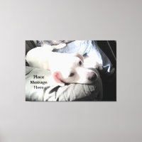 Cute White dog Sitting With Dad in the Sunlight 