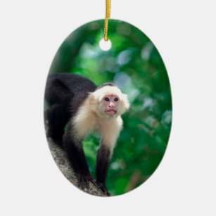 Cute white faced capuchin monkey Nicaragua Ceramic Ornament