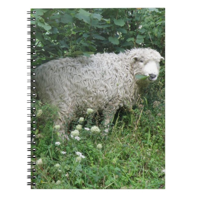 Cute White Fluffy Sheep Eating Notebook (Front)