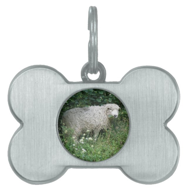 Cute White Fluffy Sheep Eating Pet Tag (Front)