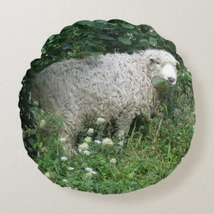 Cute White Fluffy Sheep Eating Pillow