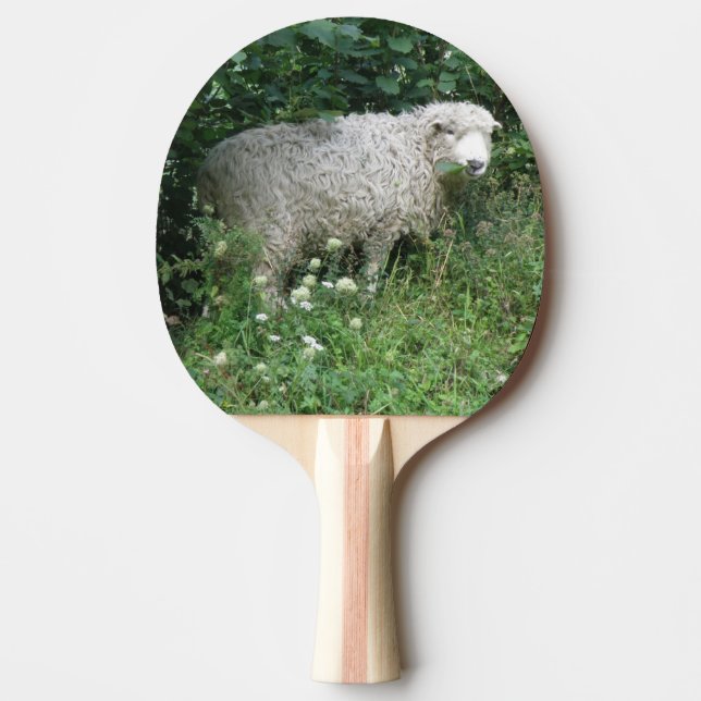 Cute White Fluffy Sheep Eating Ping Pong Paddle (Front)