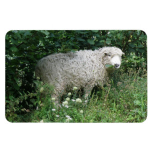 Cute White Fluffy Sheep Eating Premium Magnet