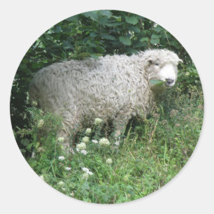 Cute White Fluffy Sheep Eating Sticker