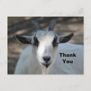 Cute White Goat Portrait Photo Thank You Postcard