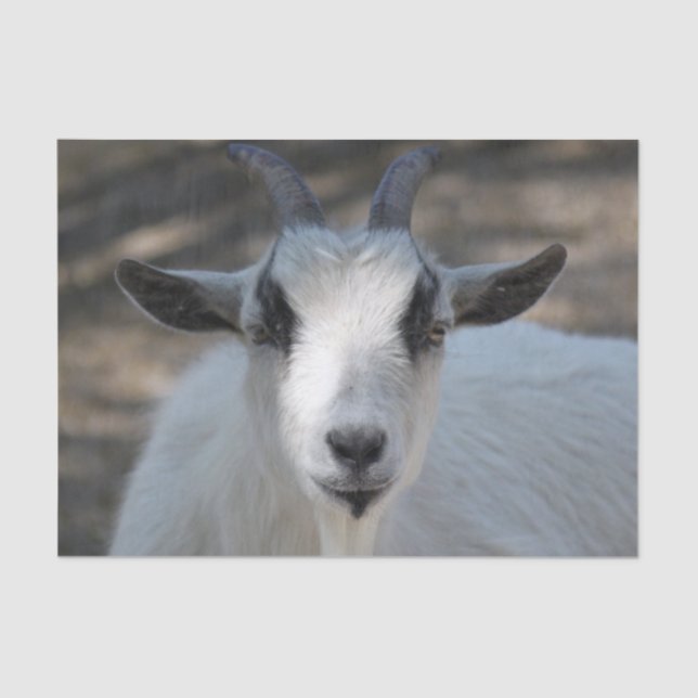Cute White Goat Portrait Photo Tissue Paper (Front)