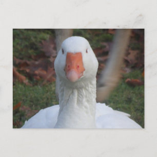 Cute White Goose Close Up DIY Postcard