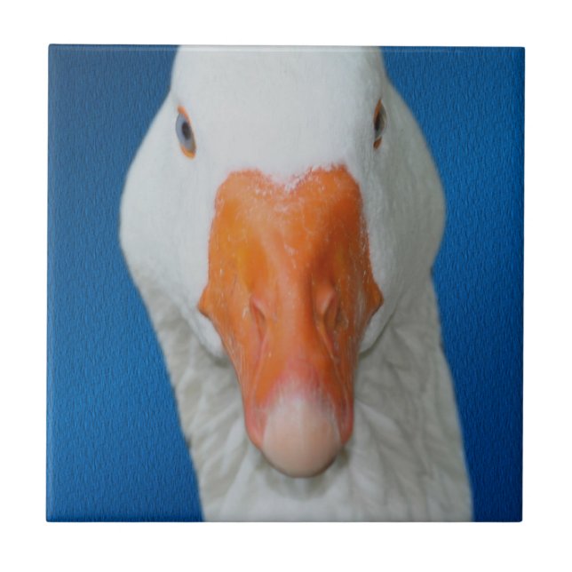 Cute White Goose Nature Tile (Front)