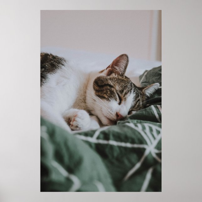 Cute White Gray Cat Sleeping Poster (Front)