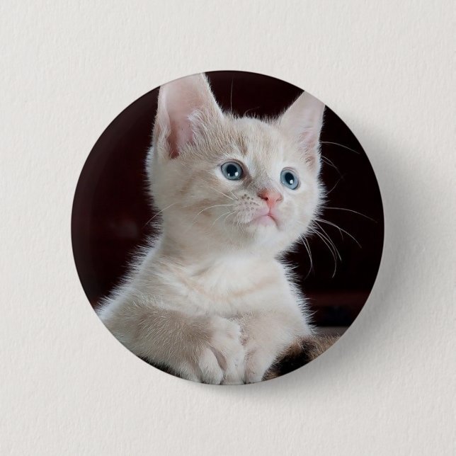 Cute white kitten 2 inch round button (Front)
