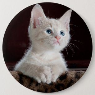 Cute white kitten portrait 6 inch round button