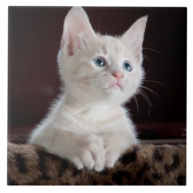 Cute white kitten portrait tile (Front)