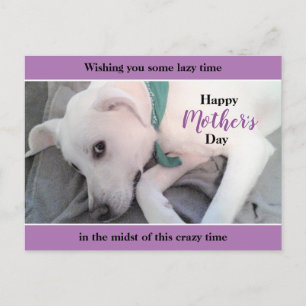 Cute White Labrador Dog Lazy Mother's Day Lavender Postcard