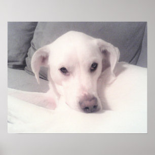 Cute White Labrador Mix Dog Sitting on Couch Gray Poster