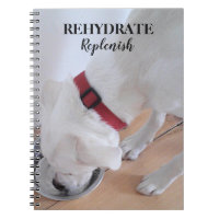 Cute White Labrador Mix Puppy Dog Drinking Water