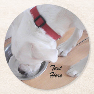 Cute White Labrador Mix Puppy Dog Drinking Water Round Paper Coaster