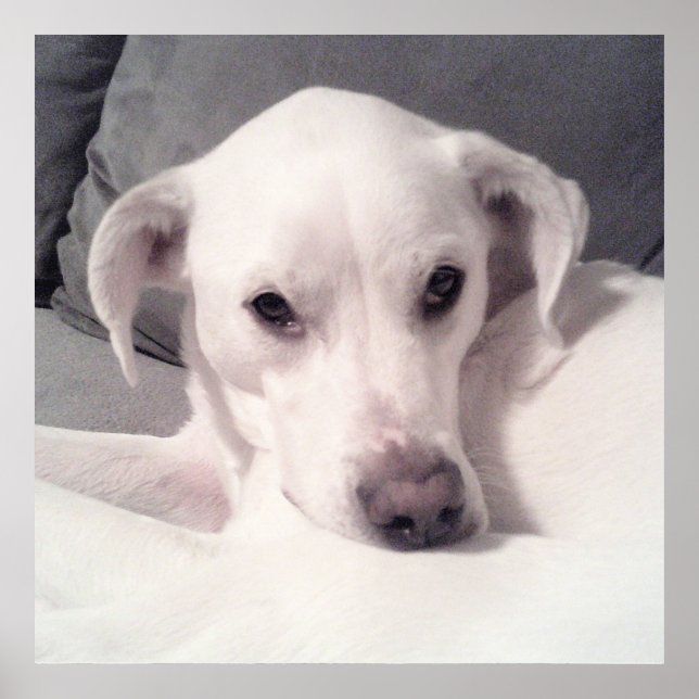 Cute White Labrador Mix Sitting on Couch Gray Poster (Front)