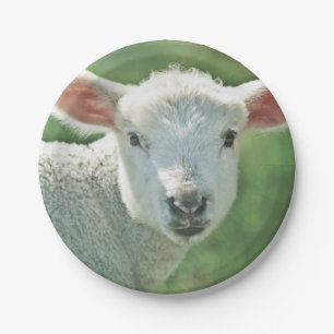 Cute white lamb portrait paper plate