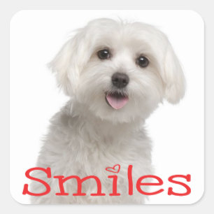 Cute White Maltese Puppy Dog Hello Smiles Love Square Sticker