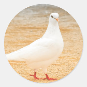 Cute White Pigeon Classic Round Sticker
